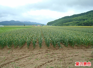 北海道北見市常呂町　夏の景色