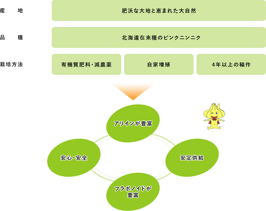 北海道在来種のピンクニンニクについて